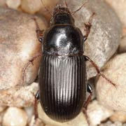 Zabrus tenebrioides