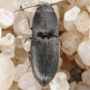 Zorochros meridionalis