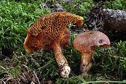 10593