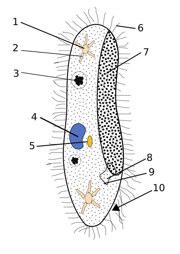 10752