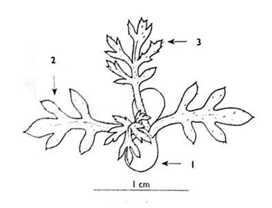 11017