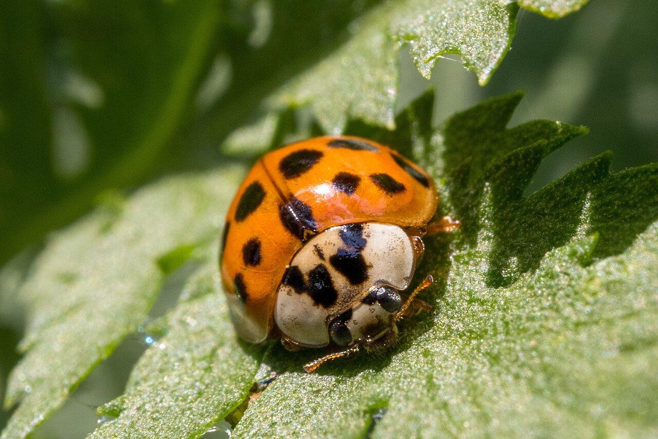 16782