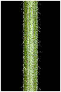 4750