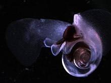 7877