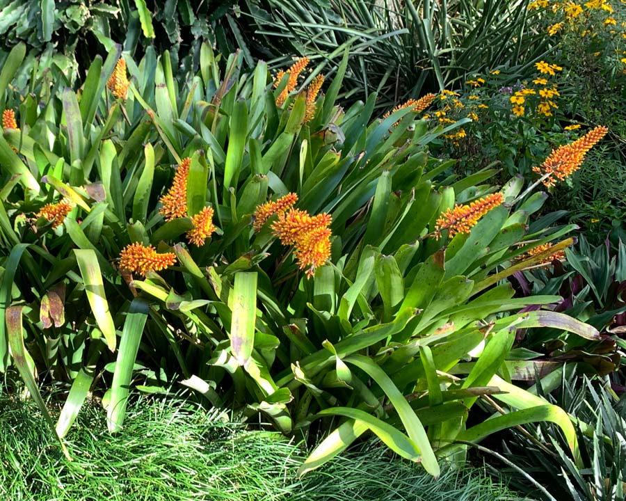 Aechmea caudata