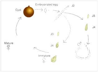 Cycle de vie d un nematode a kyste 5685