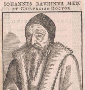 Jean bauhin johann bauhin 1541 1613 1