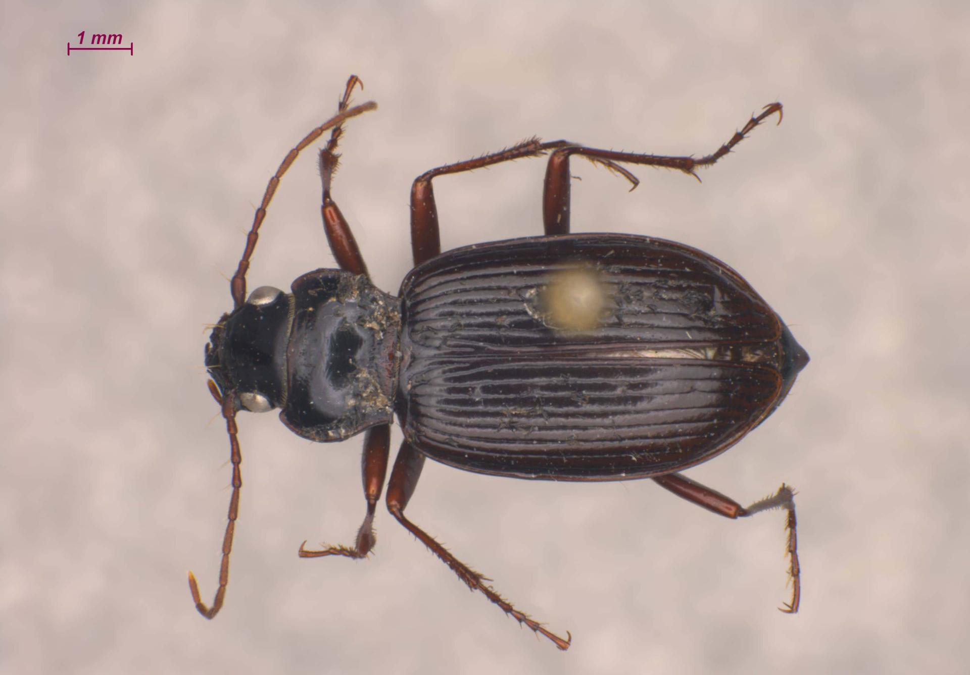 Nebriinae