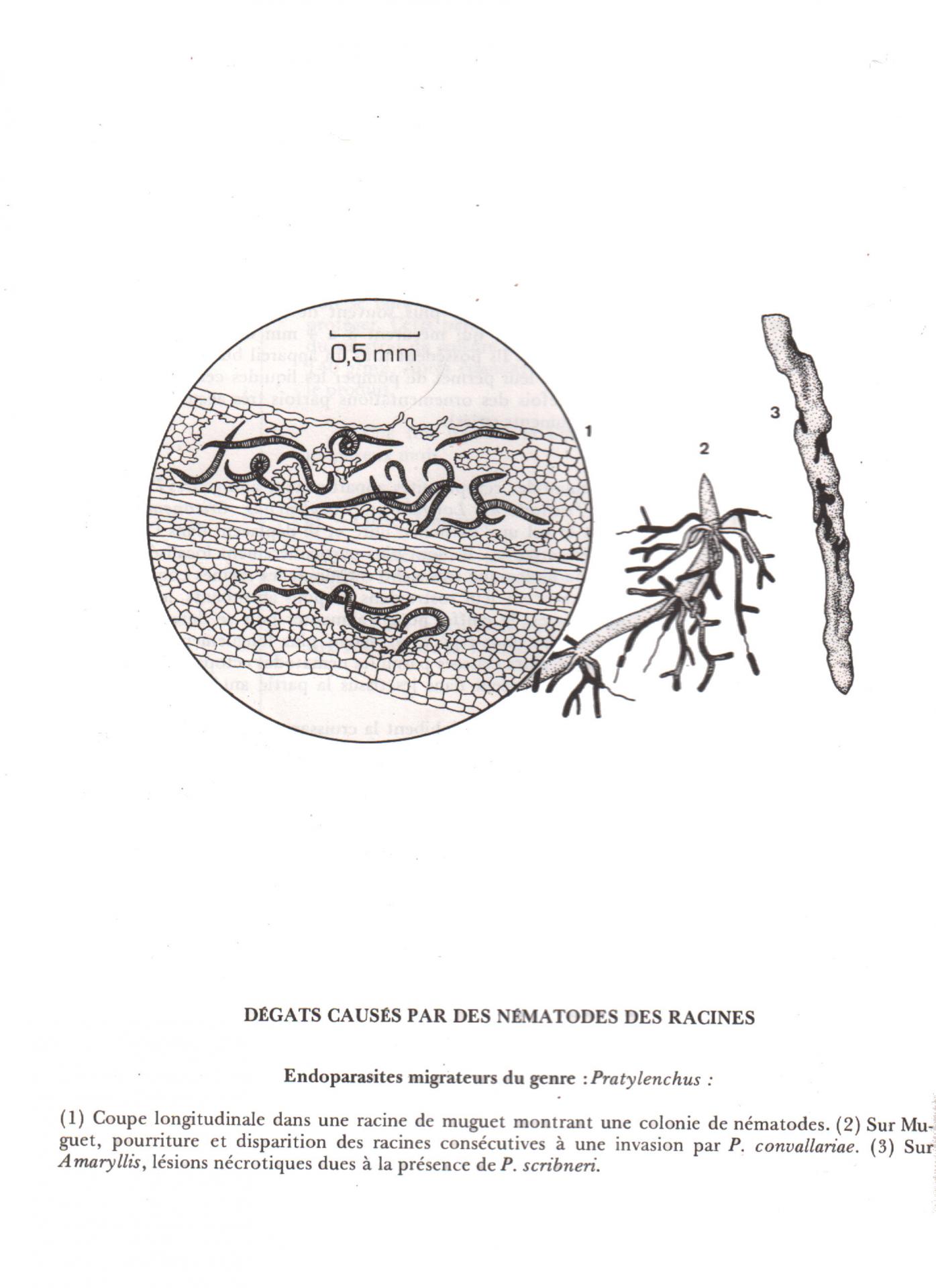 Pratylenchus penetrans 5670