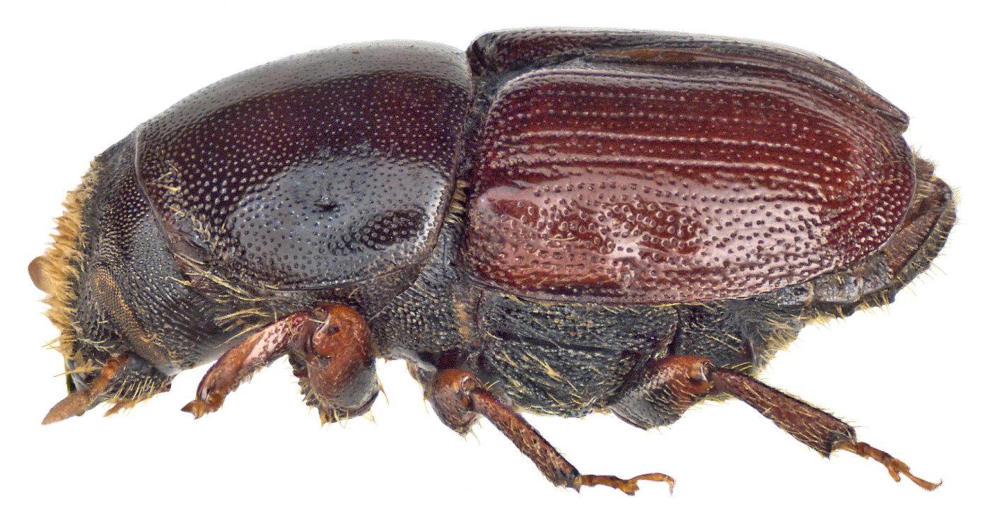 Scolytus scolytus