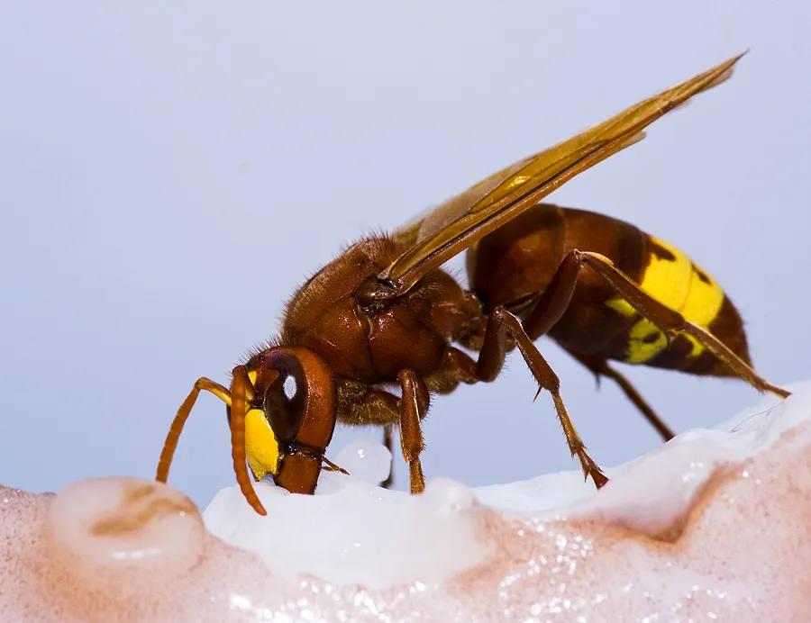 Vespa crabro