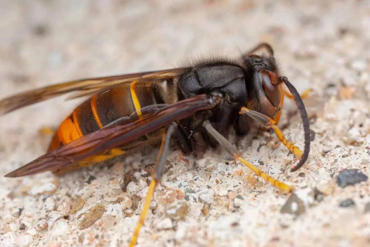 Vespa velutina nigrithorax